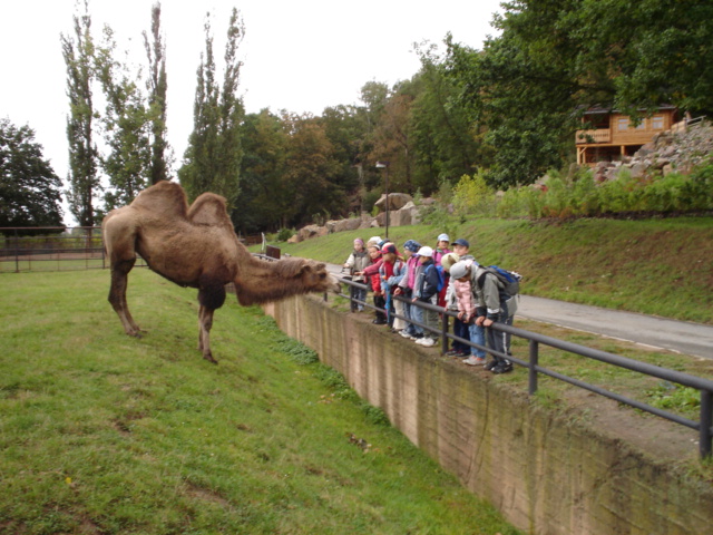 ZOO-u velblouda zvtit